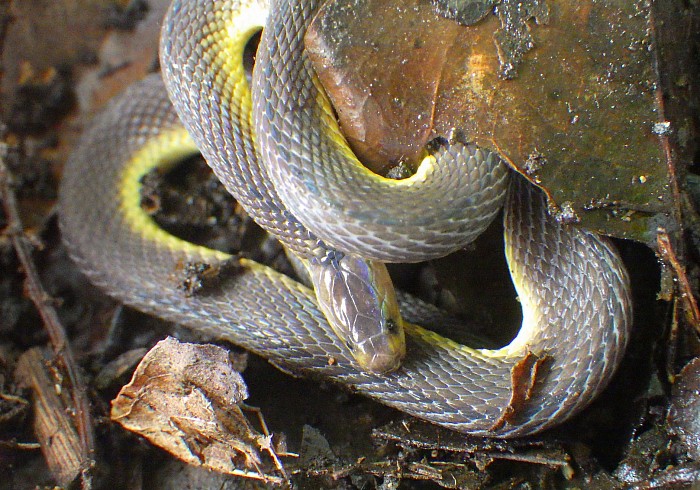 奄美大島のヘビ類