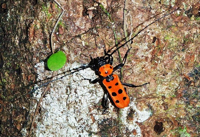 奄美大島の甲虫類