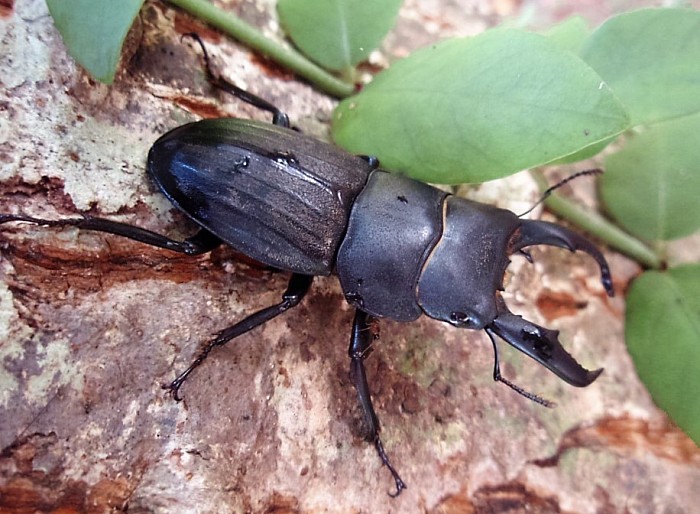 奄美大島の甲虫類