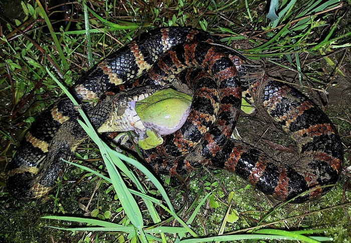 奄美大島のヘビ類