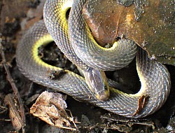 アマミタカチホヘビ